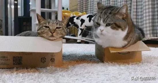 拜奥高犬猫三联抗体检测怎么看,猫咪打完猫三联后要检测抗体吗