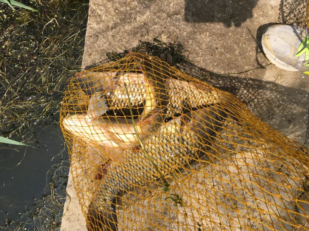 走进北京蟹岛垂钓园,蟹岛垂钓园联系方式