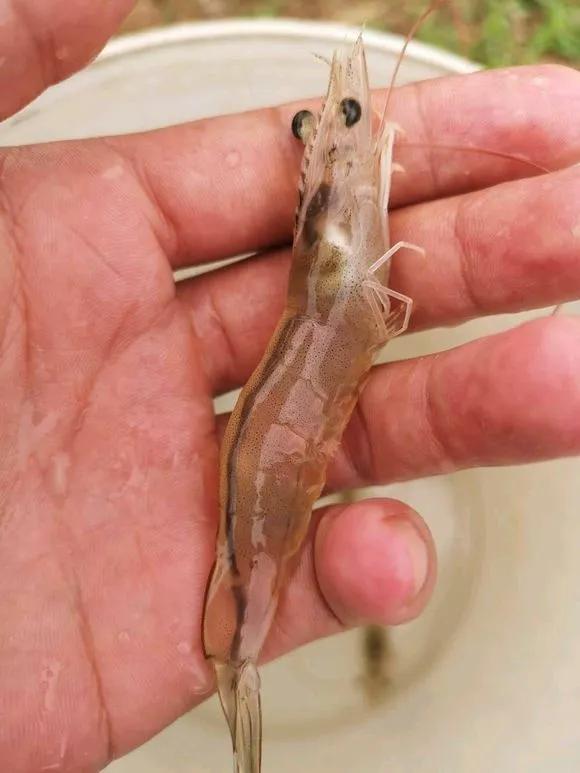 保肝养虾的正确方法,养殖对虾如何保肝护肠