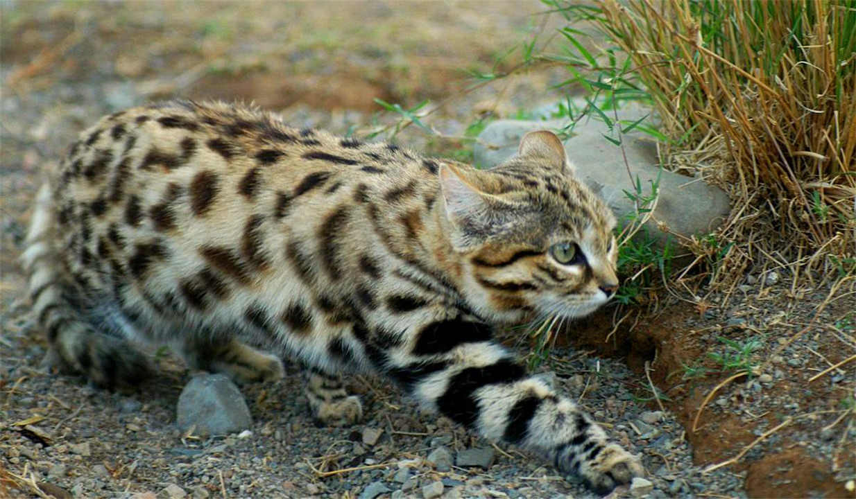 非洲最小的猫，猫科捕猎效率最高的“杀戮机器”，被全世界禁养