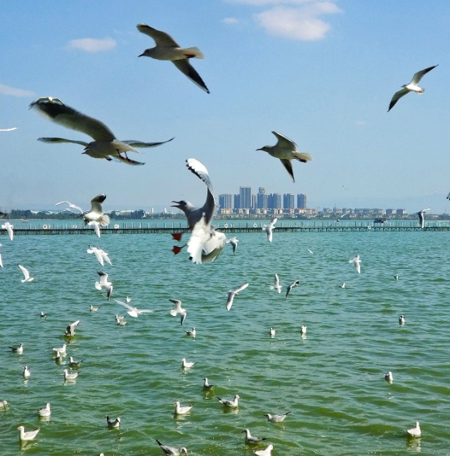 高原明珠滇池,美丽的高原明珠青海湖