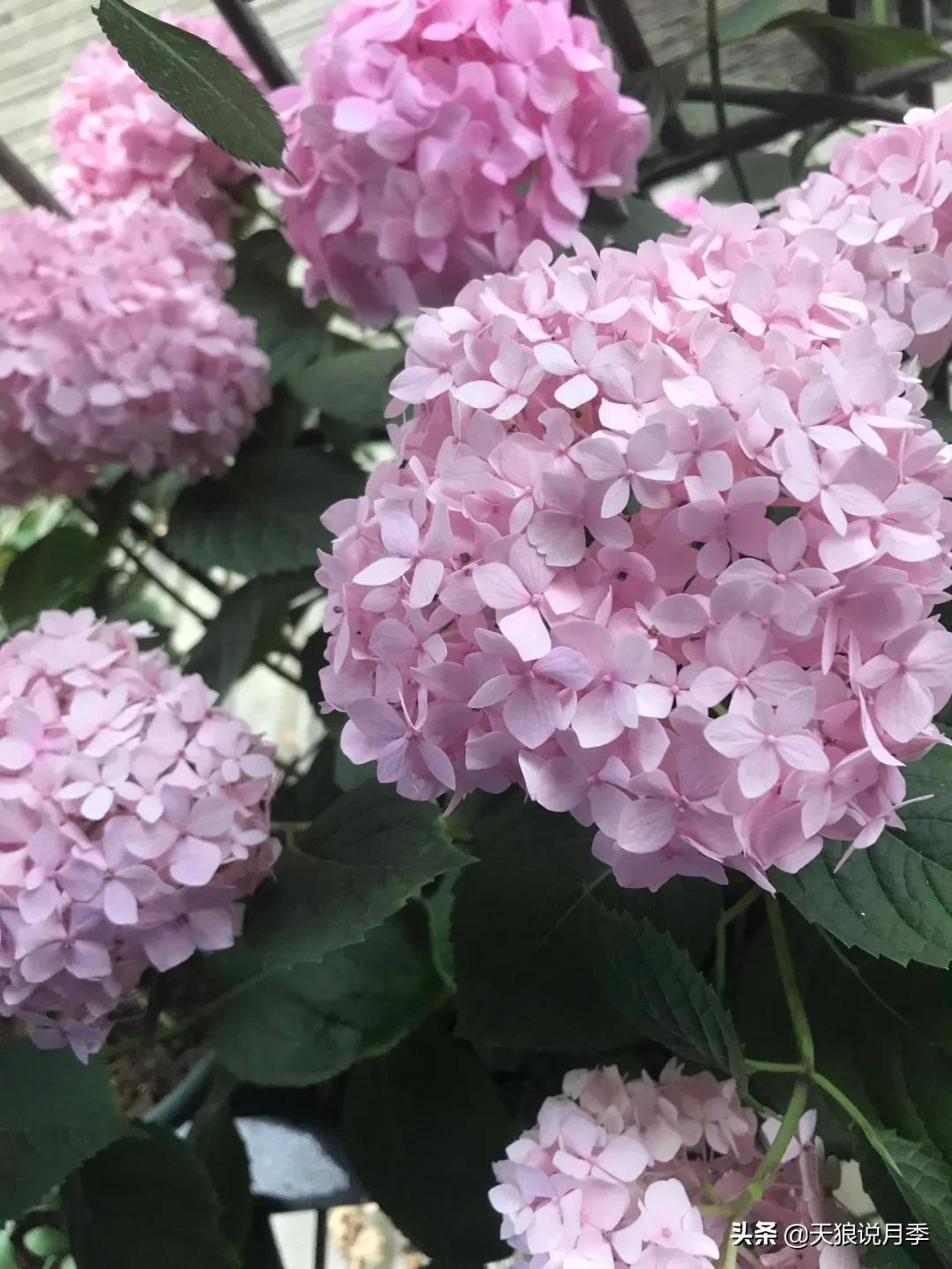 圆滚滚的绣球，瀑布般的花墙，这届花友也太会种花了吧