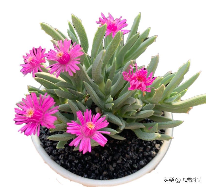 多肉哪些品种开花好看带图片,15种开花的多肉图片