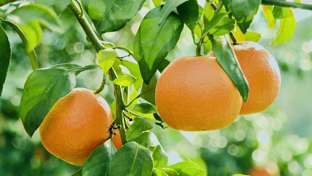 井研特产爱媛耙耙柑,四川乐山井研集益耙耙柑