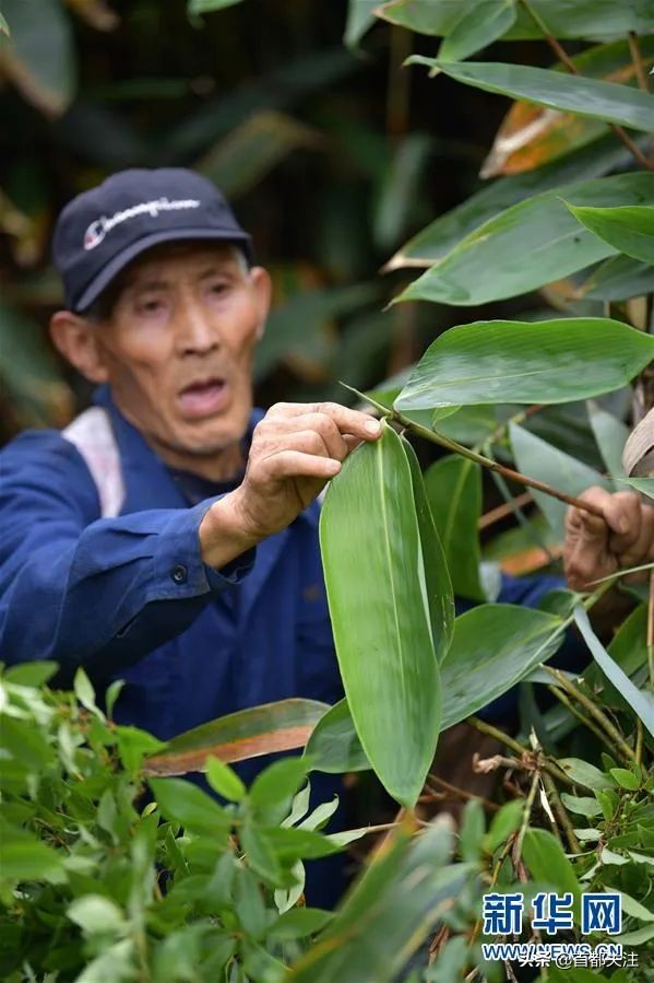 古人“防疫日”,又闻草木香,今日端午,愿您安康