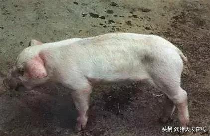 蓝耳啊，你让猪如何是好？