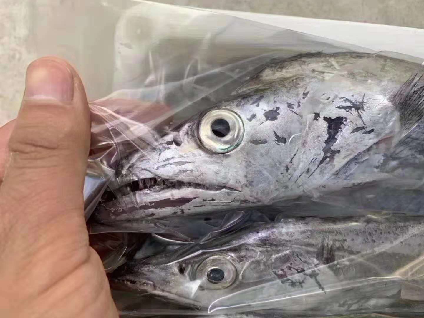 带鱼最好的是什么品种,带鱼你知道怎么挑选吗