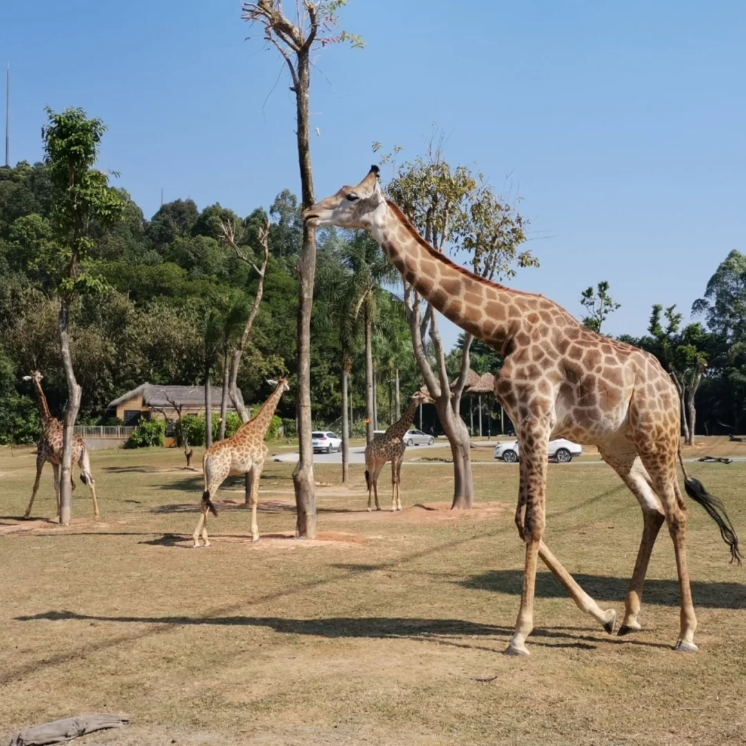 一月广州长隆野生动物园游玩攻略,广州长隆野生动物园半日游玩攻略