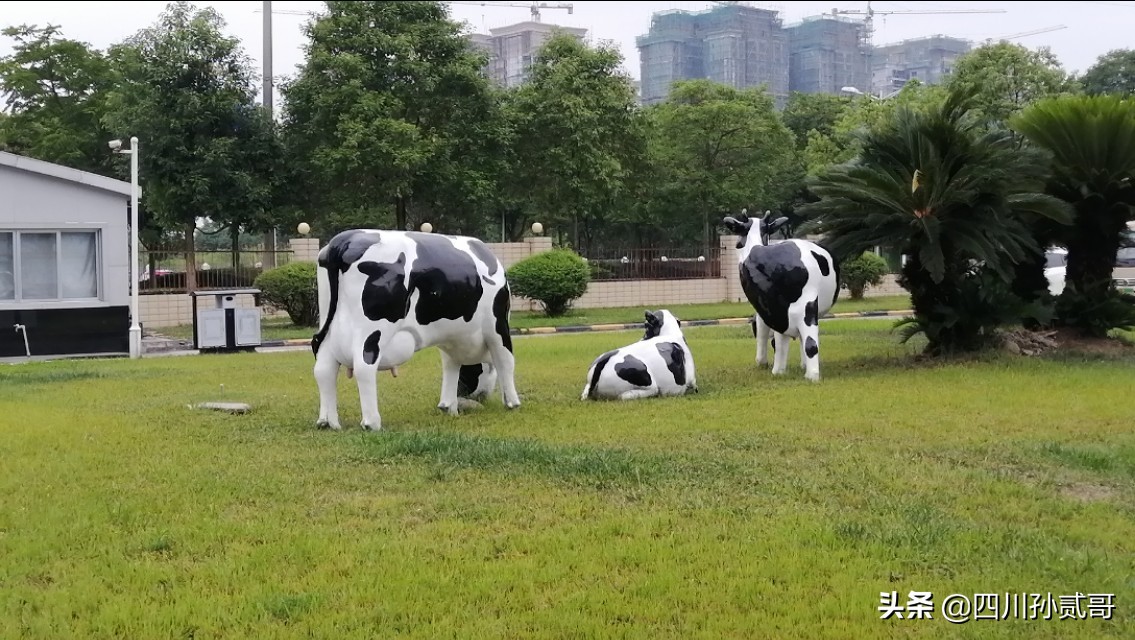 雪宝奶牛场,参观雪兰牛奶工厂心得体会