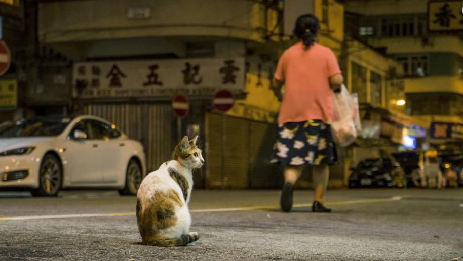 猫咪剪刀大法真的管用吗,剪刀大法真的可以找到猫吗