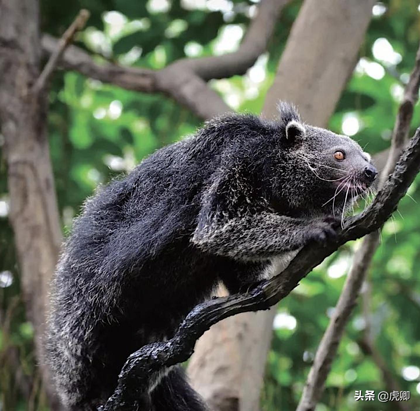 熊灵猫为何濒危?便便制成的咖啡售价500元一杯,受欧美绅士追捧