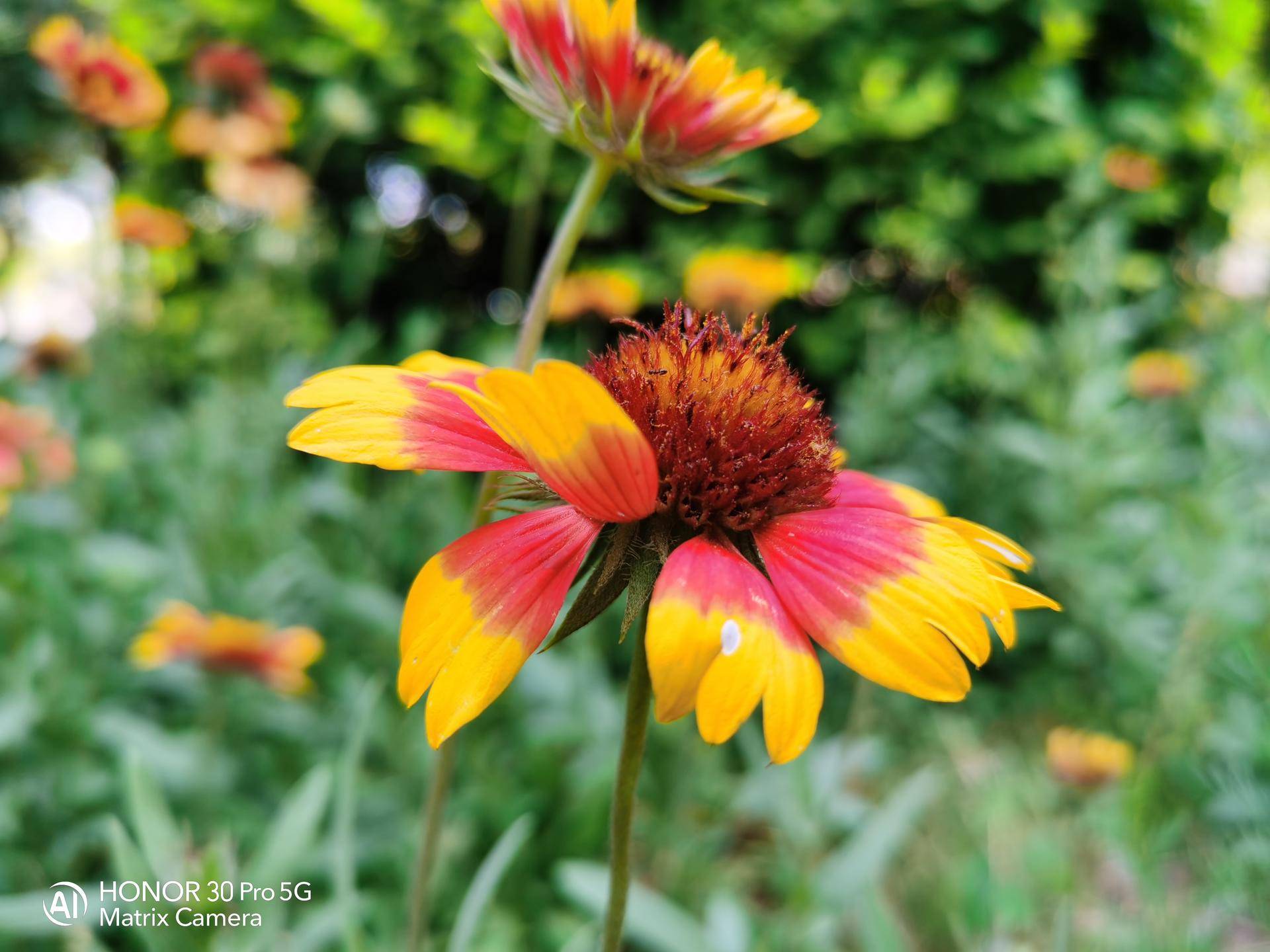 荣耀30pro用一个月的感受,荣耀30pro真实使用感受