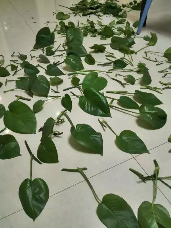 倒垃圾时捡一盆绿萝,被丢弃的一盆绿萝