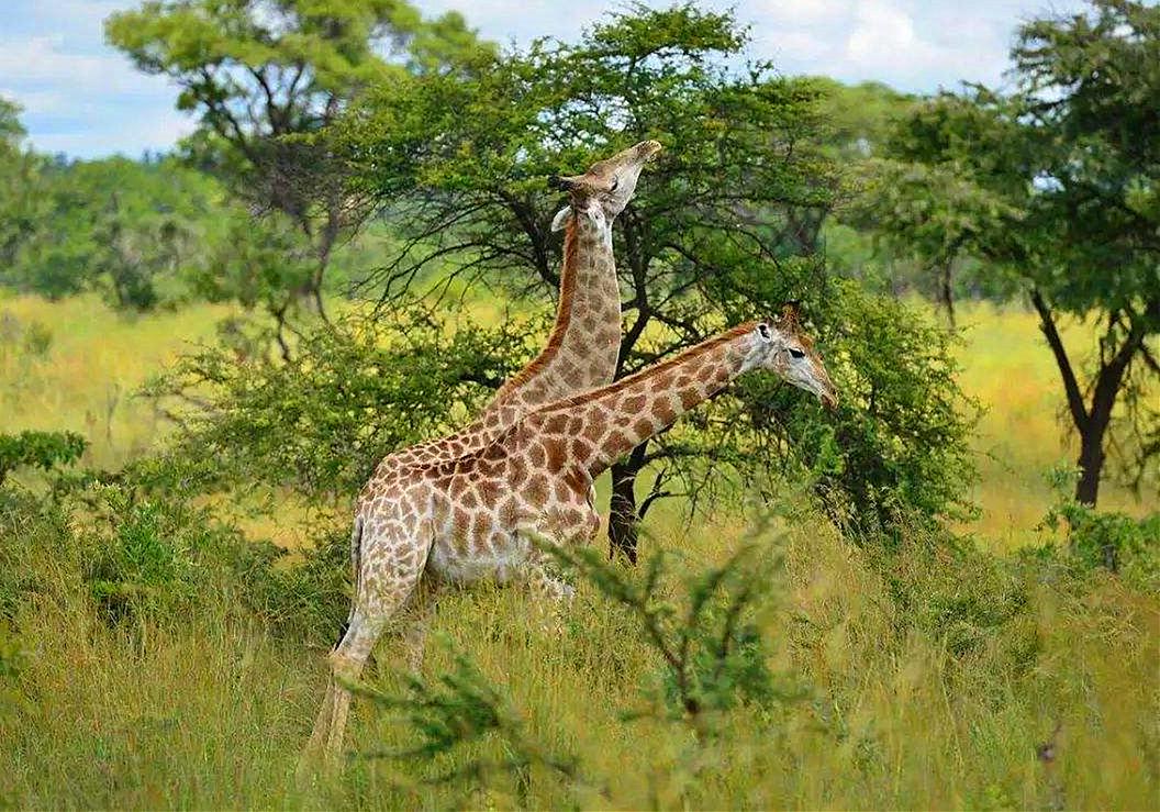 长颈鹿的叫声是怎样的,长颈鹿的叫声像什么