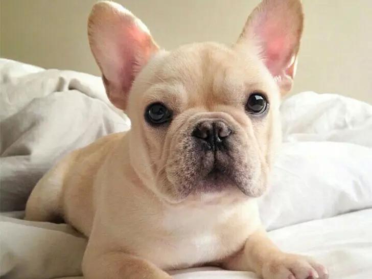 世界上最小最可爱的狗,世界上最可爱最小的狗