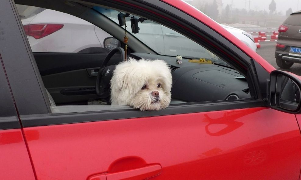 老年狗狗突然后腿站不起来还发抖,狗狗突然站不起来了发抖怎么回事