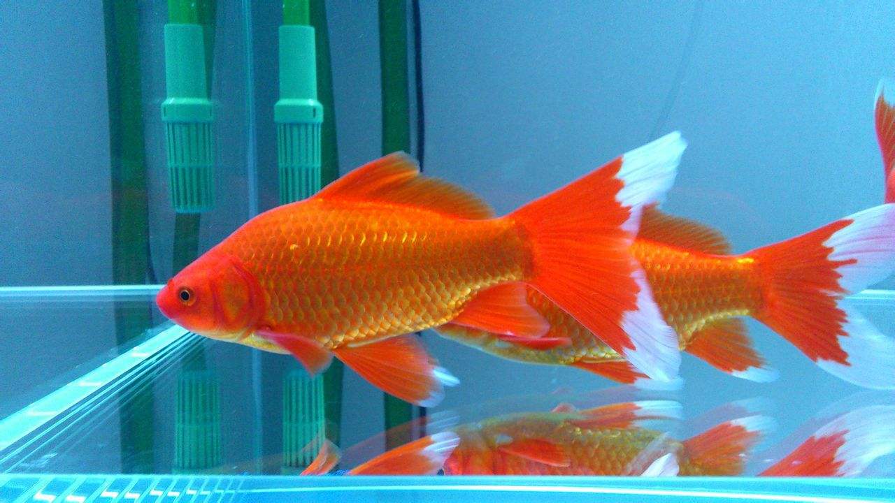 观赏鱼的种类都有哪些,观赏鱼原生品种