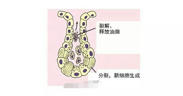 控油缩小毛孔用什么药膏,如何改善毛孔出油多