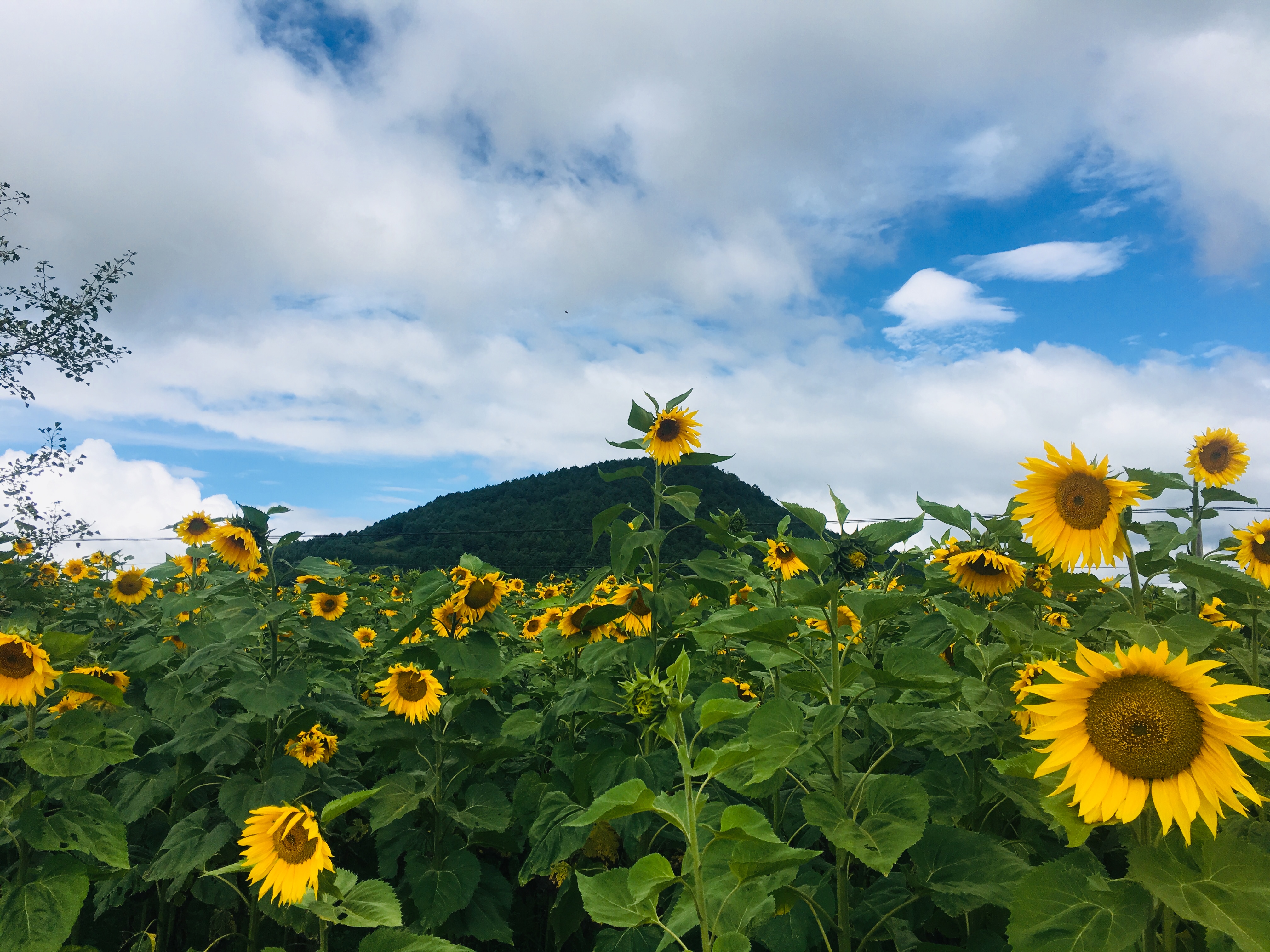 腾冲一个遥远而神秘的地方,中国最南边是腾冲吗