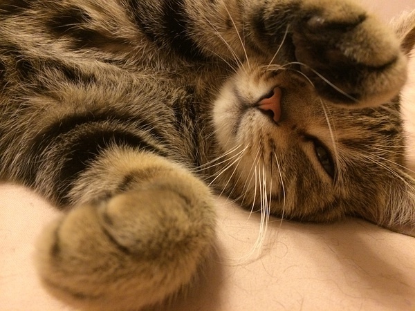 运输猫咪回家,猫咪坐5-6小时长途车回老家