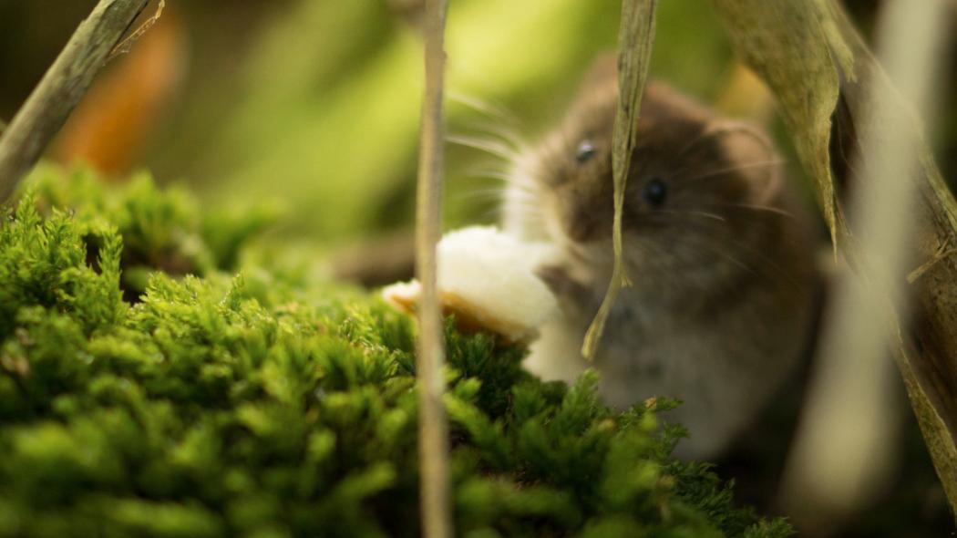 仓鼠中暑家里没有葡萄糖液怎么办,仓鼠中暑了怎么照顾它视频