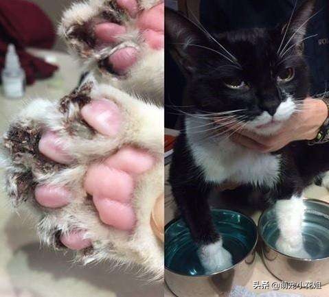 猫咪去爪术是怎么去的,猫咪去爪手术违法吗