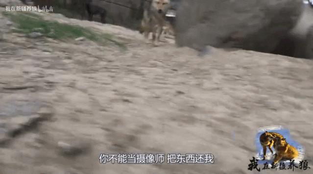 哈士奇养成狼,狼被养成了哈士奇