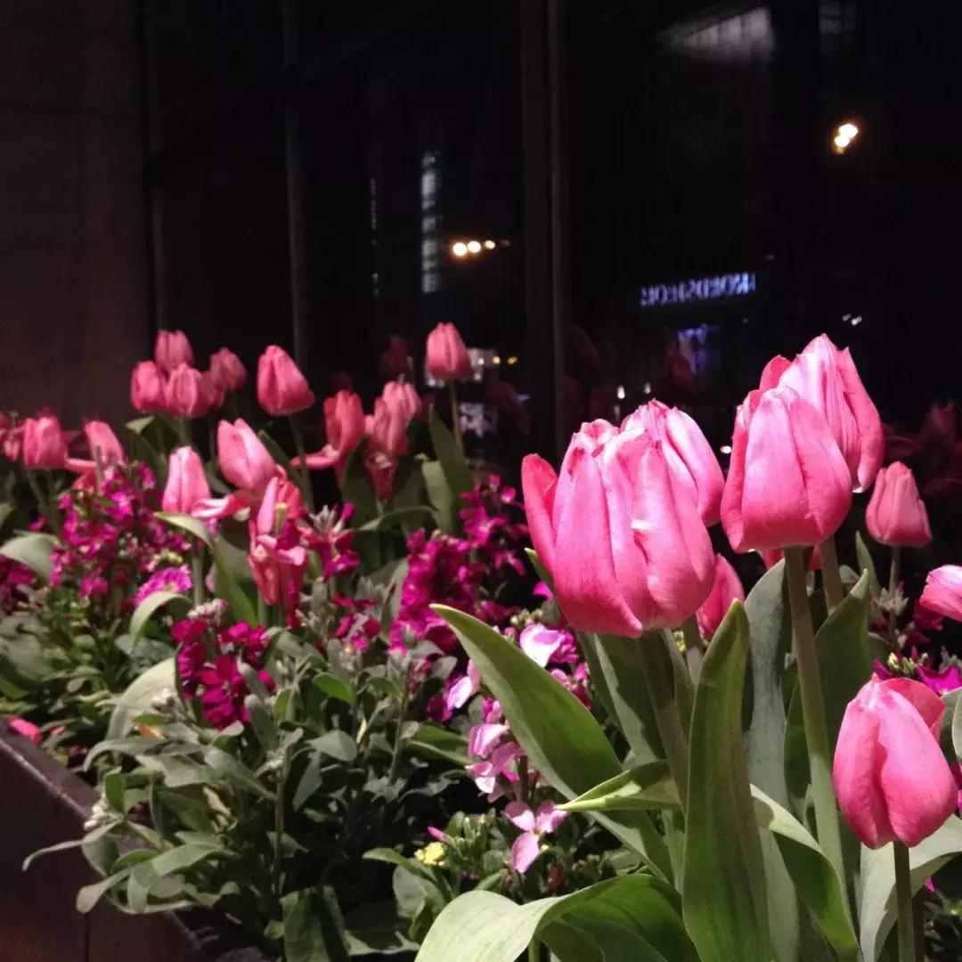 TinyTRIPS｜过期游记六：大哥谭-Chicago芝加哥