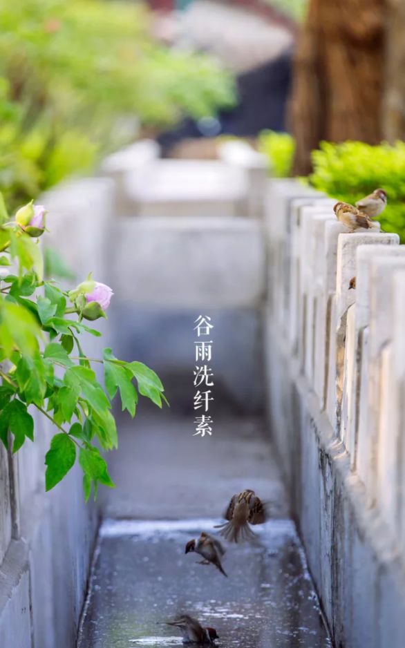 有关谷雨的诗词名句,谷雨诗词汇总