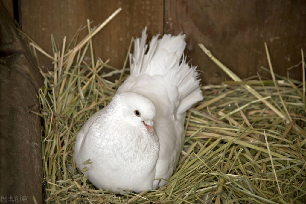 经常丢鸽子是怎么回事,经常丢鸽子