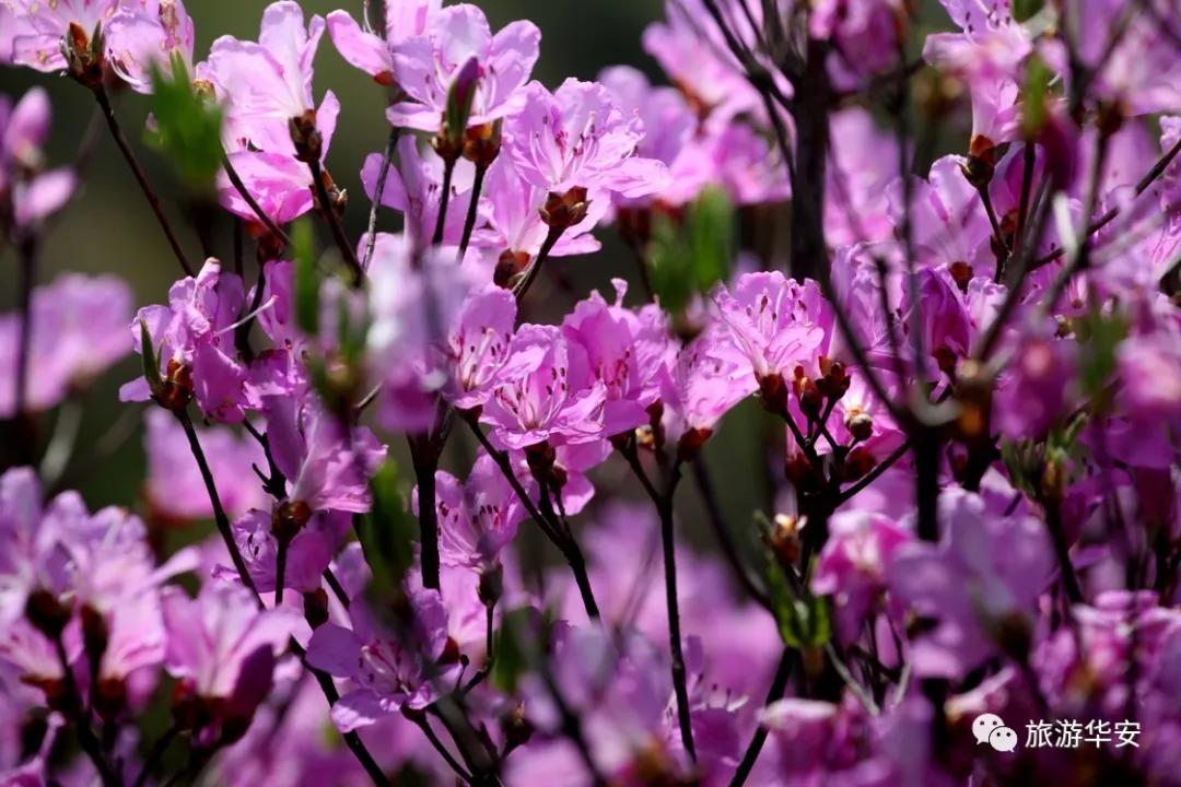 春风十里不如你,我在华安等着您