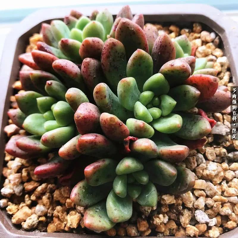 顺风不浪逆风不怂文字图片,顺风不飘逆风不怂绝境不慌