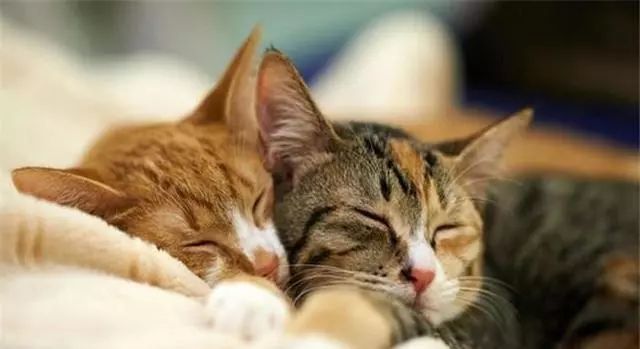 猫咪为什么喜欢用屁股对着主人,猫咪老是把屁股对着你是啥意思