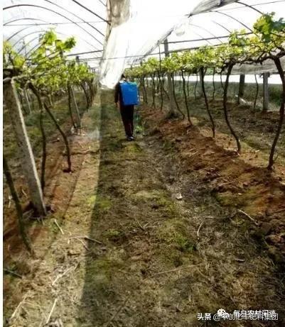 葡萄果穗上有药斑怎么办,葡萄果发黑是什么病害