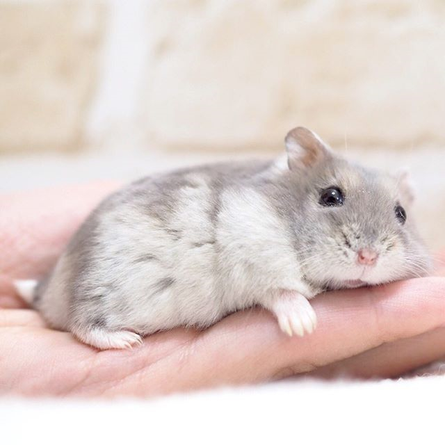 仓鼠躺手并非难事，只要有好吃的，鼠鼠马上变得超级听话