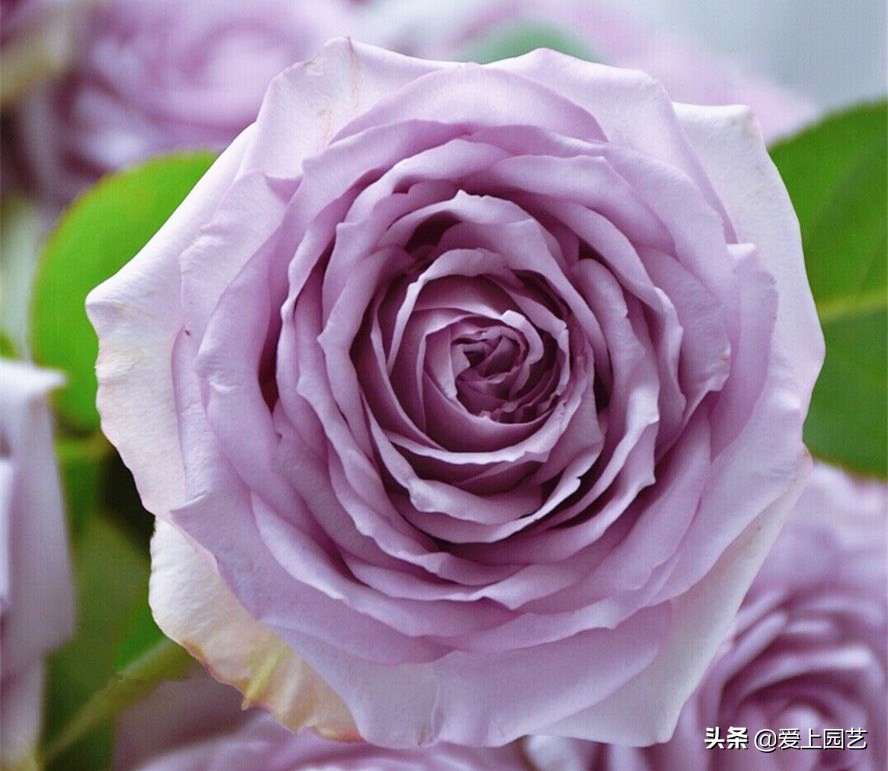 适合阳台种容易爆盆的切花月季,月季经典高颜值品种是哪个