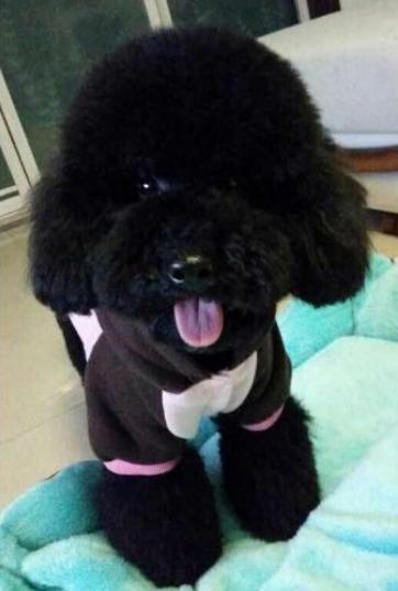 为什么“黑色”贵宾犬少人养?有7个原因