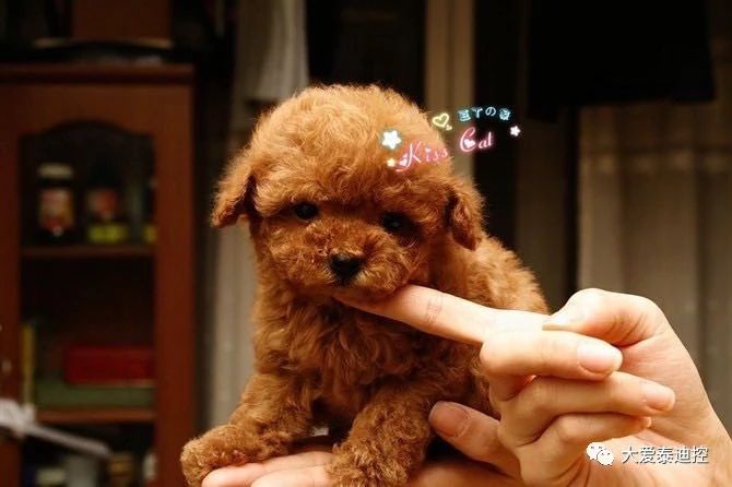 泰迪身上出现白毛，多数是这些原因造成的，你知道吗？