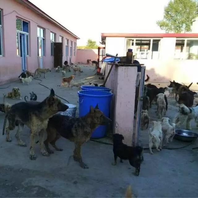 急需救助流浪狗,大量可怜的流浪狗