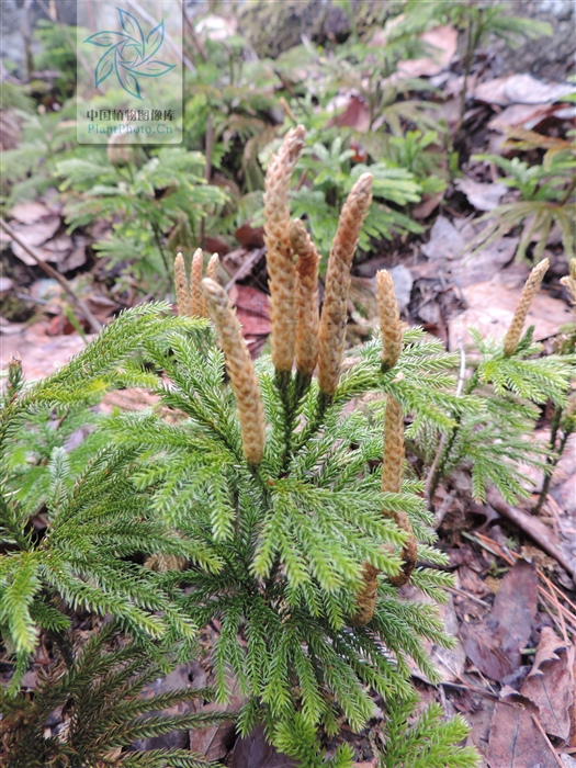 玉柏，见过吗？祛风除湿，舒筋通络。治风湿痛、腰腿痛、肢体麻木