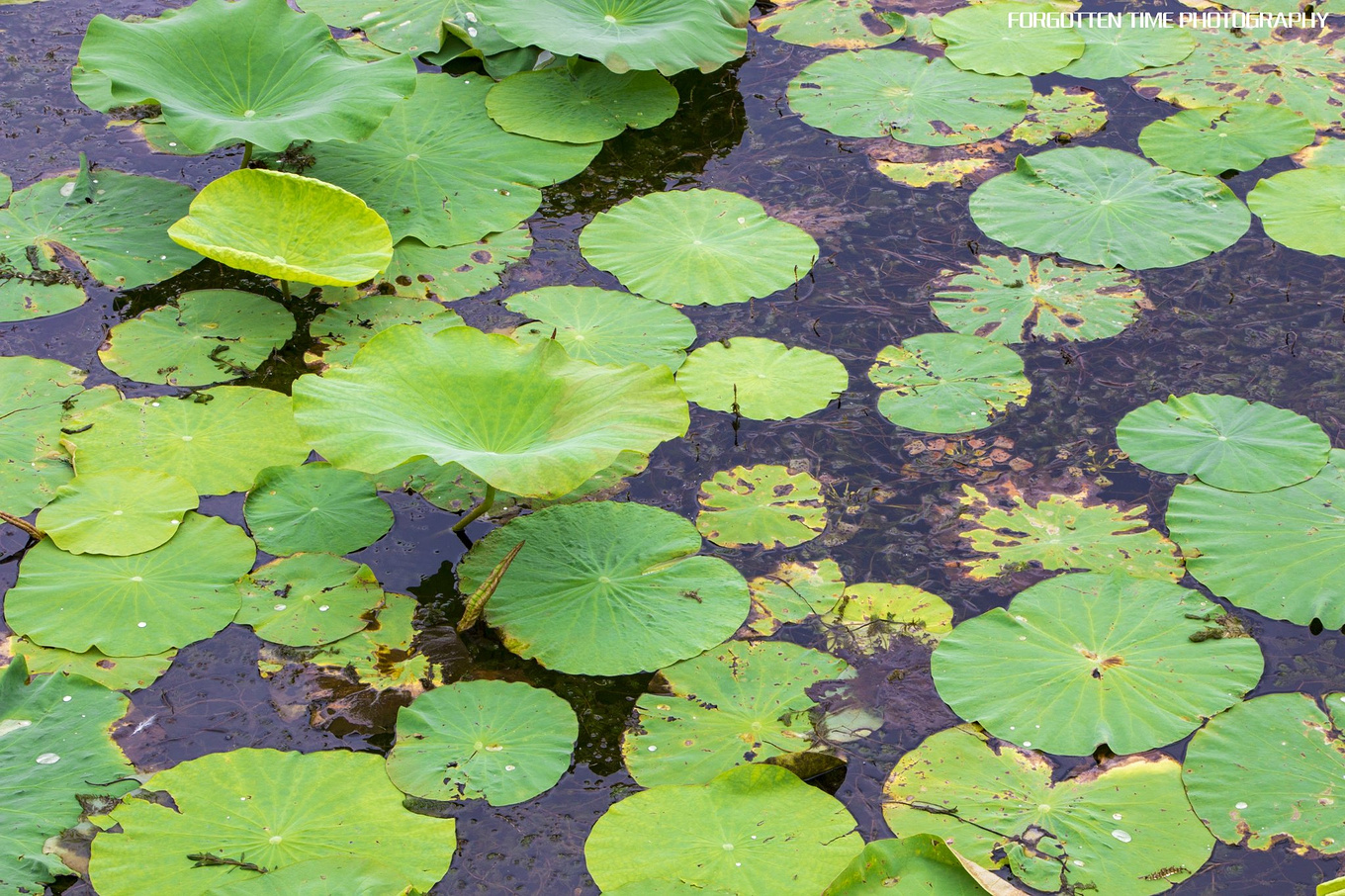 呼兰河口湿地有什么好玩的吗,哈尔滨呼兰河湿地美景