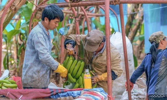 西双版纳风景之旅自由行旅游攻略,邂逅雨林西双版纳秘境之旅