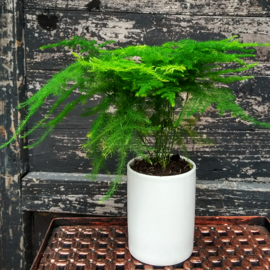 文竹黄叶了,通过4个方法来改善,枝叶鲜绿,越来越旺