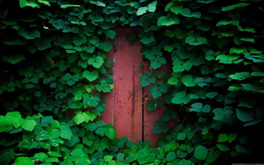 冯唐:不要脸,不害怕,不着急