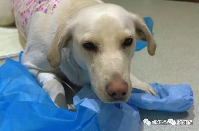 请用绝育保护它——宠物营养师亲身讲述自家爱犬绝育经历