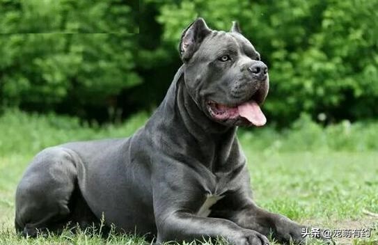 如何挑选最好的卡斯罗犬,卡斯罗犬幼犬如何挑选