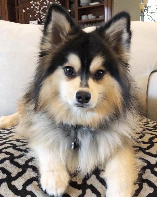 比柯基短腿好看的狗,和柯基杂交的狗狗都是小短腿吗