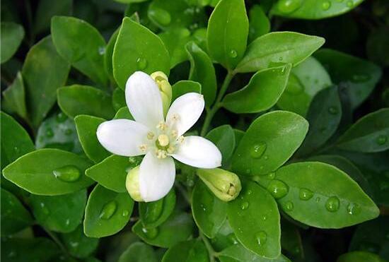 九里香烂根掉叶,九里香烂根