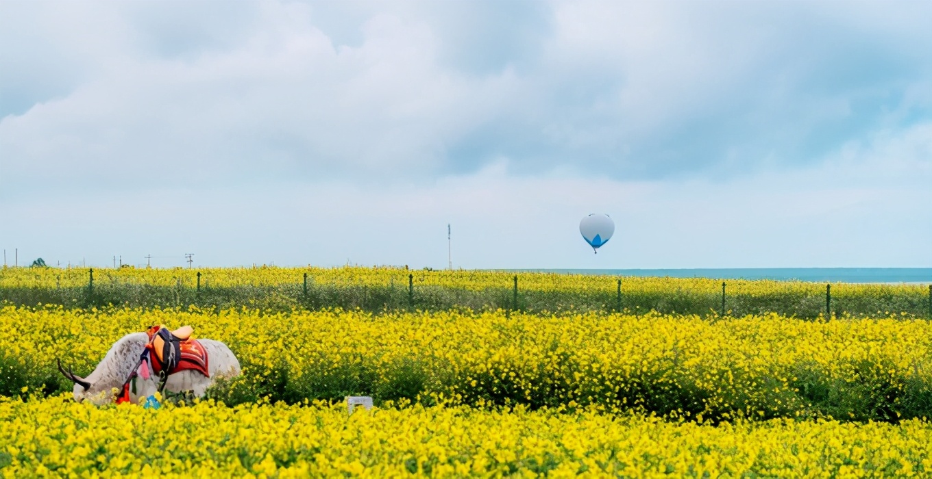 七八月份青海湖旅游攻略图集大全,青海湖7月攻略