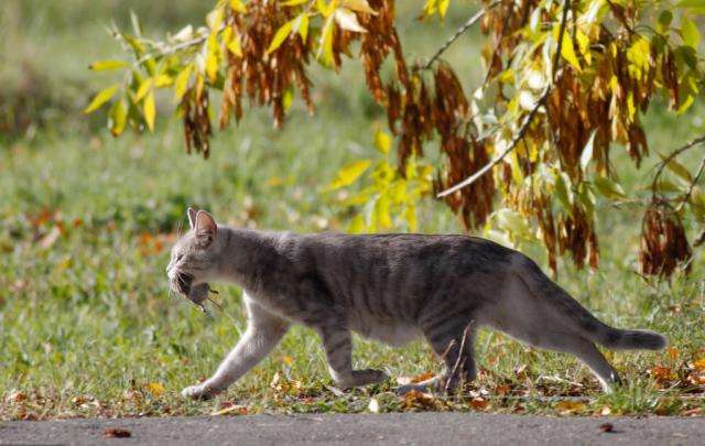 《说文解字》第257课：“隶”为什么是“逮”的本字？